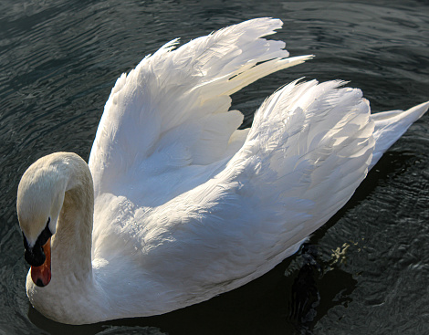 A mute swan with sunlight glistening off it’s beautiful wings.swimming in cold dark water.