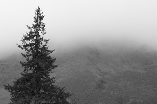 A monochrome picture of a lonely tree standing proudly on the mountain edge.