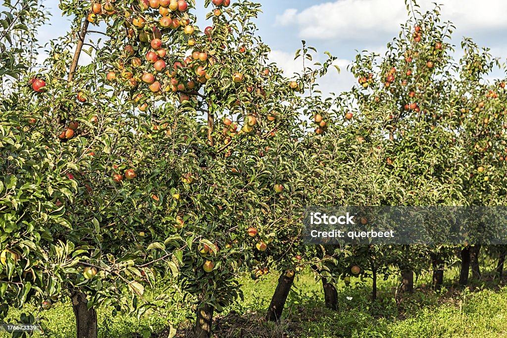 Bäume mit roten Äpfel in einer Reihe - Lizenzfrei Apfel Stock-Foto