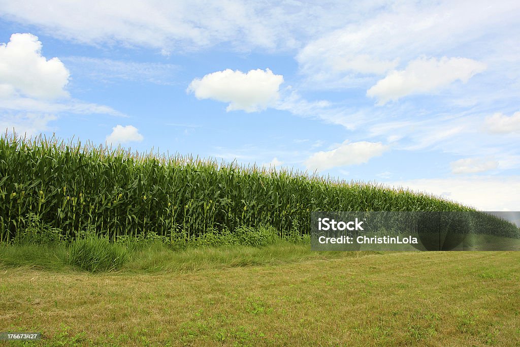 Округлые Cornfield - Стоковые фото Белый роялти-фри