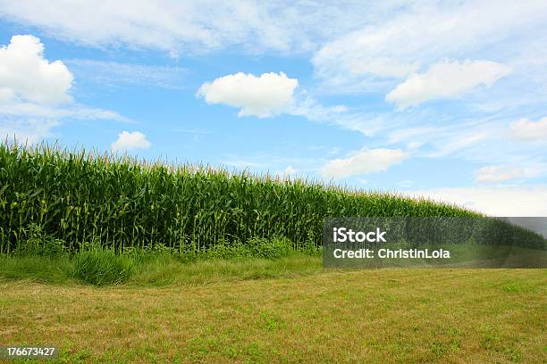 Округлые Cornfield — стоковые фотографии и другие картинки Белый - Белый, В ряд, Висконсин