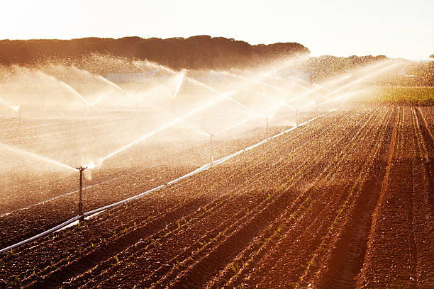 irrigation sur le champ de maïs - corn crop irrigation equipment agriculture leaf photos et images de collection