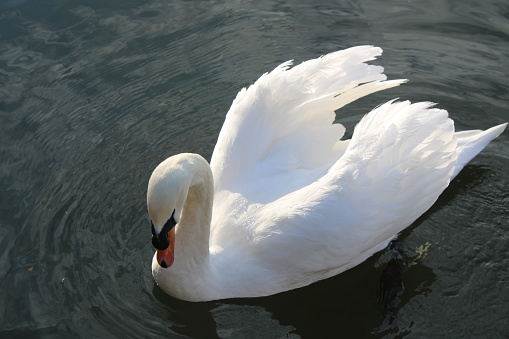 A brilliant wight adult swan swimming and looking downward. Clear water with ripples.