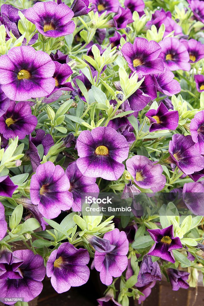 Flores - Foto de stock de Aire libre libre de derechos