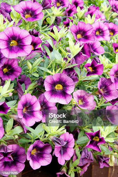 Flores Foto de stock y más banco de imágenes de Aire libre - Aire libre, Amarillo - Color, Anual - Característica de planta