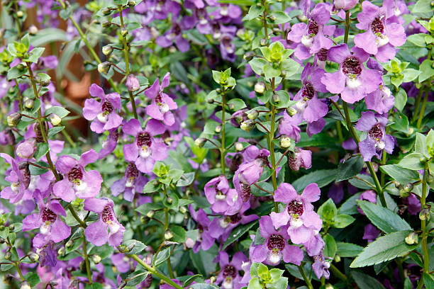 Flowers Angelonia in a garden angelonia photos stock pictures, royalty-free photos & images
