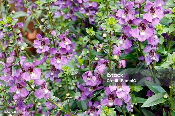 Flowers Stock Photo - Download Image Now - Angelonia, Annual - Plant Attribute, Beauty In Nature