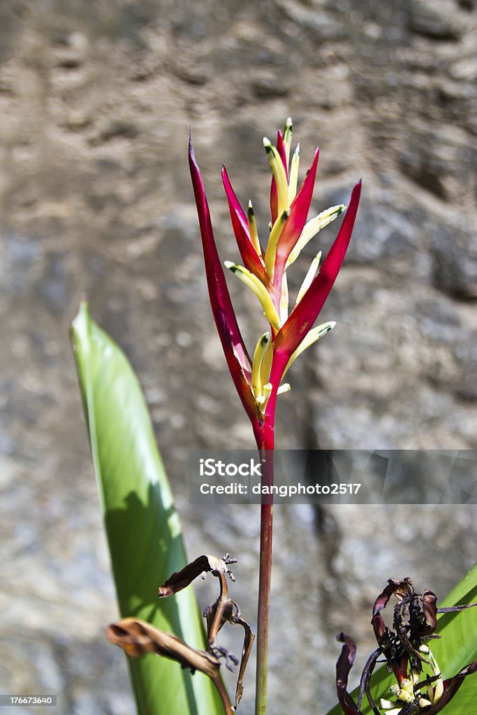 Heliconia kwiat - Zbiór zdjęć royalty-free (Azja)