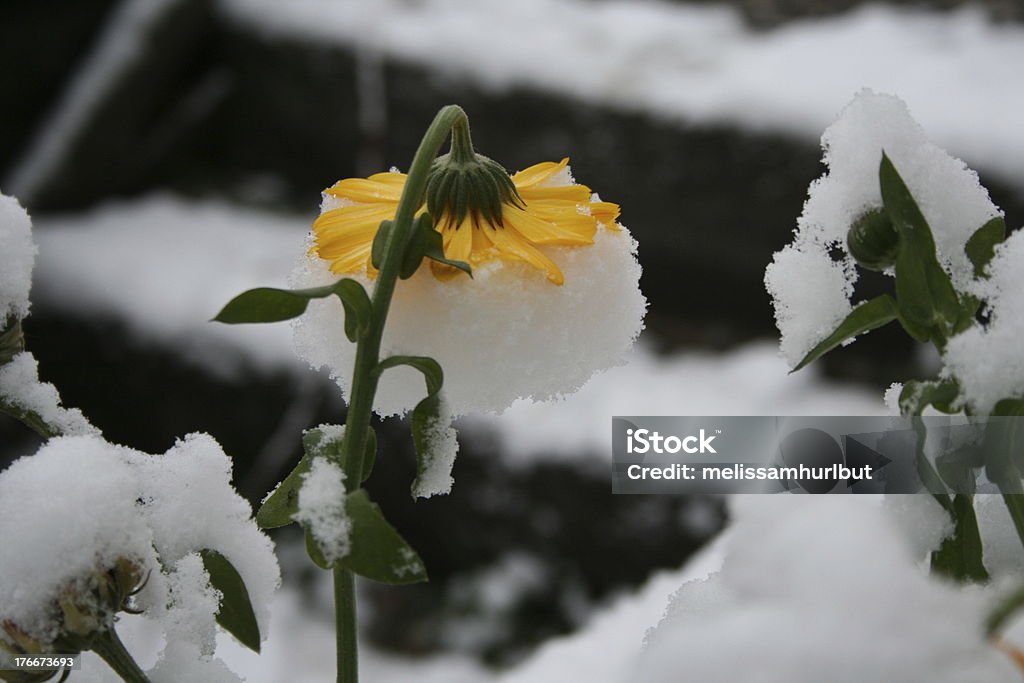 Snowy Flower Flower in snow Flower Stock Photo