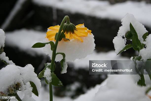 Snowy Flower Stock Photo - Download Image Now - Flower, Flower Head, Horizontal