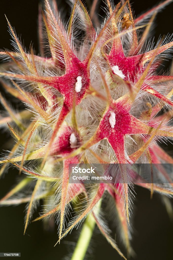 Starry ползучем (Trifolium stellatum) цветок - Стоковые фото Без людей роялти-фри