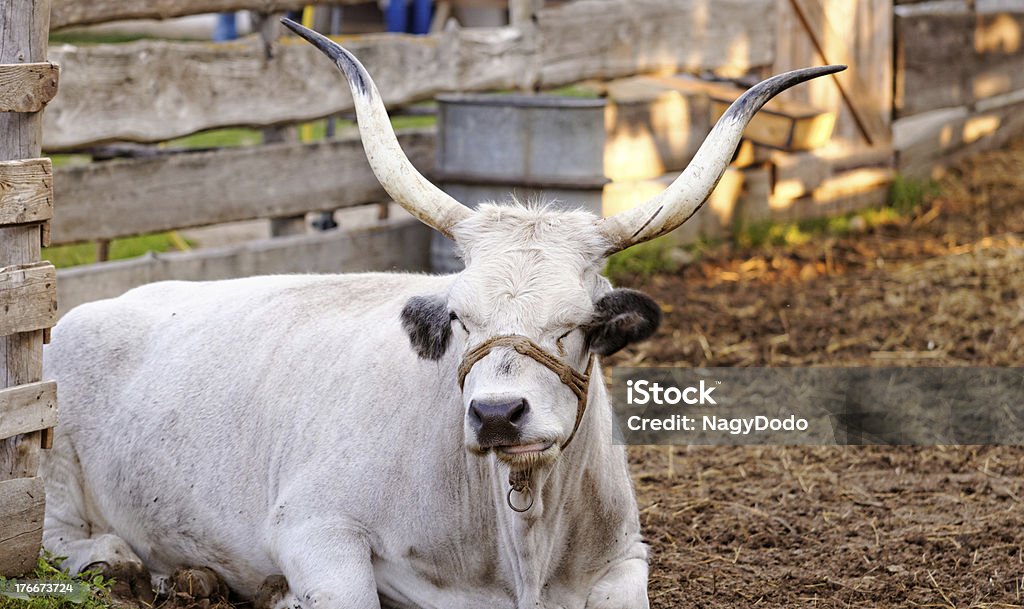 Hungarian grey cattle Ruminant Hungarian gray cattle bull in the corral Agriculture Stock Photo