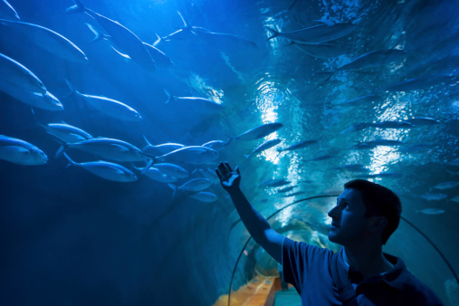 A young man impressed underwater world. Shot from inside the tunnel of the oceanarium at the aquarium.