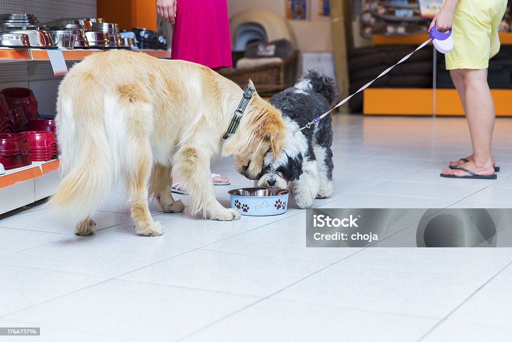 Süße Golden retriever und Tibetan Terrier in Haustierhandlung Trinken - Lizenzfrei Futternapf Stock-Foto