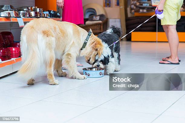 Süße Golden Retriever Und Tibetan Terrier In Haustierhandlung Trinken Stockfoto und mehr Bilder von Futternapf