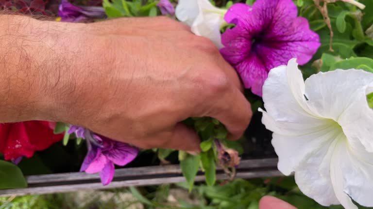 Picking dried petunia flowers. Gardener forms a petunia bush. Petunia Care