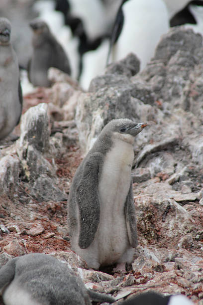 istock Chinstrap Penguin Chick in Antarctica 176675629