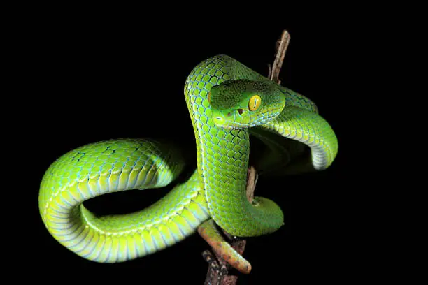 Photo of Green snake, Thailand