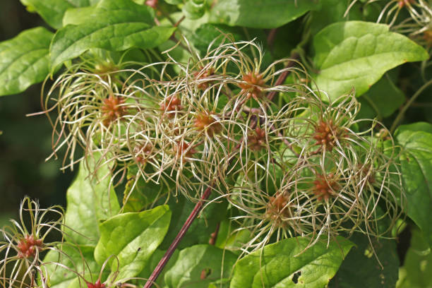 istock Hedge clematis - Traveler's-joy (Clematis vitalba). 1766762585
