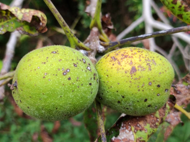 istock walnut fruits growing on the tree 1766766579