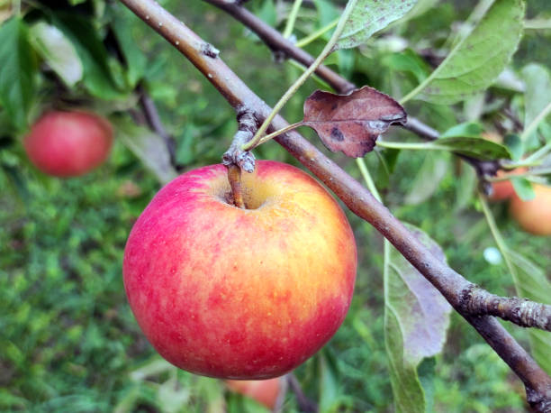istock ripe red apples growing on the tree 1766766609