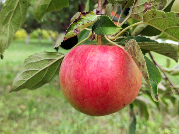 istock ripe red apples growing on the tree 1766766872