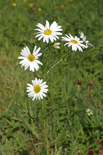 25 september 2023, Basse Yutz, Yutz, Thionville Portes de France, Moselle, Lorraine, Grand Est, France. It is the end of summer. In a grassy area, close-up of Scented Mayweed flowers. These are medium-sized flowers, with multiple white petals and a yellow center. It is an annual plant.