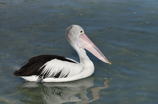 This is a very large and distinctive black-and-white pelican with an enormous bill with characteristic throat pouch in which it catches fish before swallowing the fish. The species is usually found near water, both marine and inland waterways. The birds become reasonably tame around boat-ramps and fishing spots.