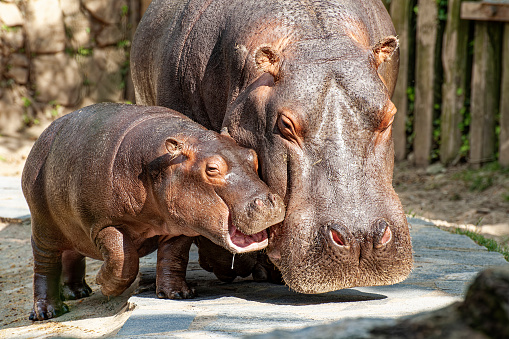 Two hippopotamus mother and son