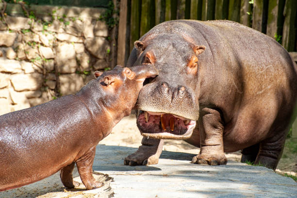 istock Two hippopotamus mother and son 1766776170