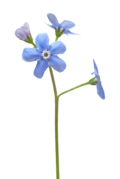 istock Forget-me-not flower closeup on white 1766777879