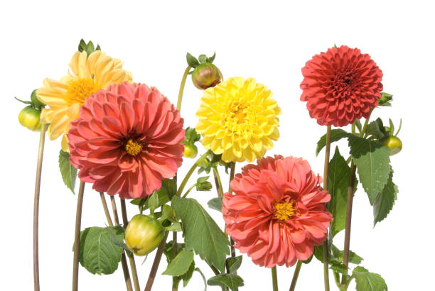 istock Flower family 1766778959