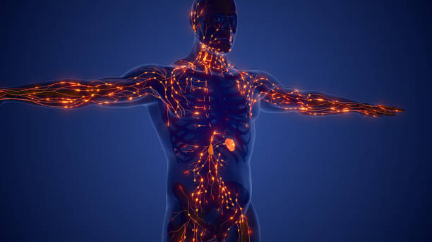 istock Anatomy of the lymphatic system 1766781120
