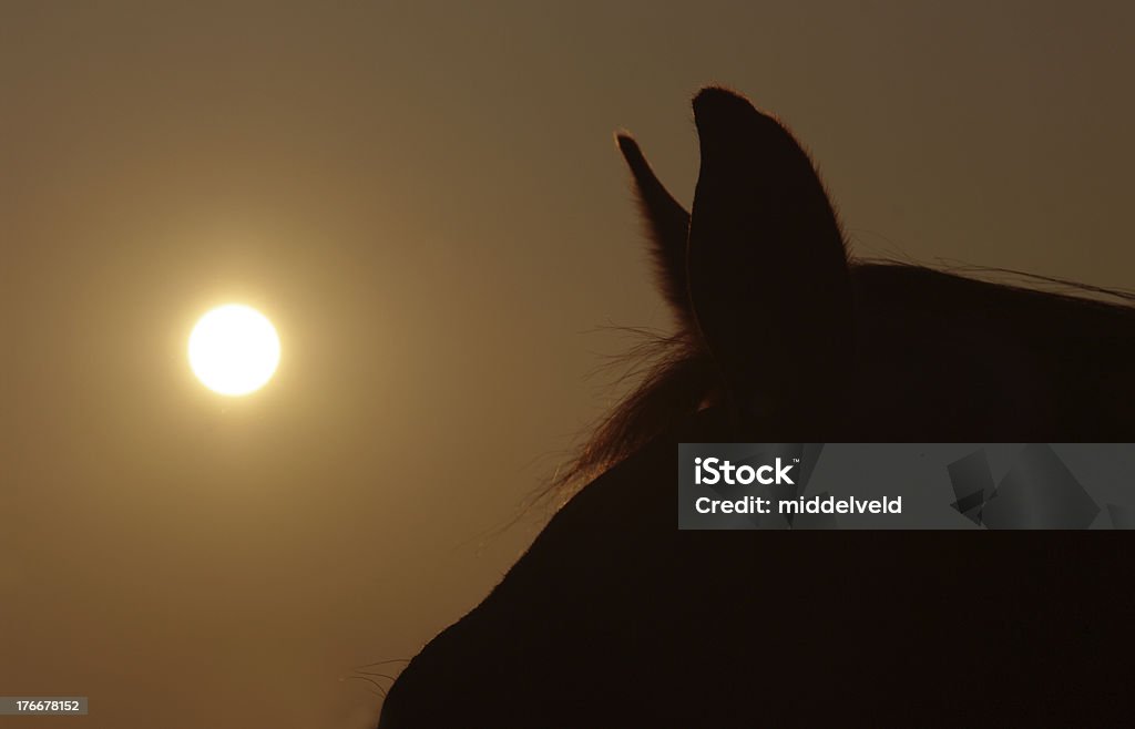 Evening scene Sunset with horse head silhouette Abstract Stock Photo