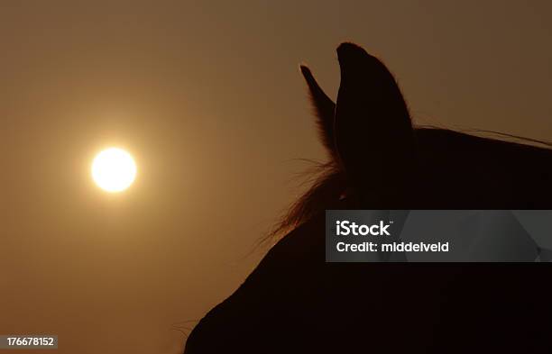 Evening Scene Stock Photo - Download Image Now - Abstract, Animal, Animal Body Part