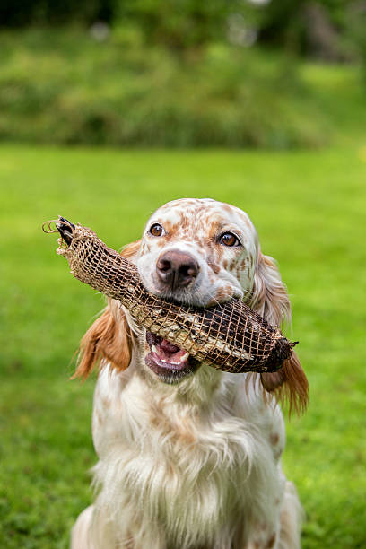 istock English Setter training to retrieve birds, Norway 176678853