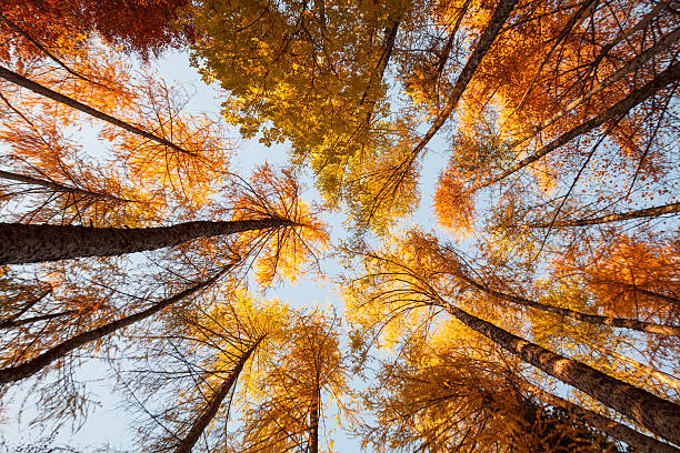 istock Looking up to wonderful colored trees in autumn 176679313