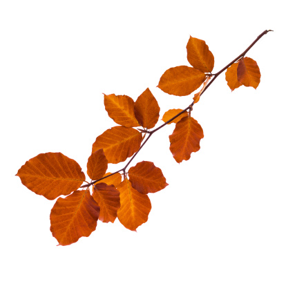 autumn colored beech leaves branch on white.