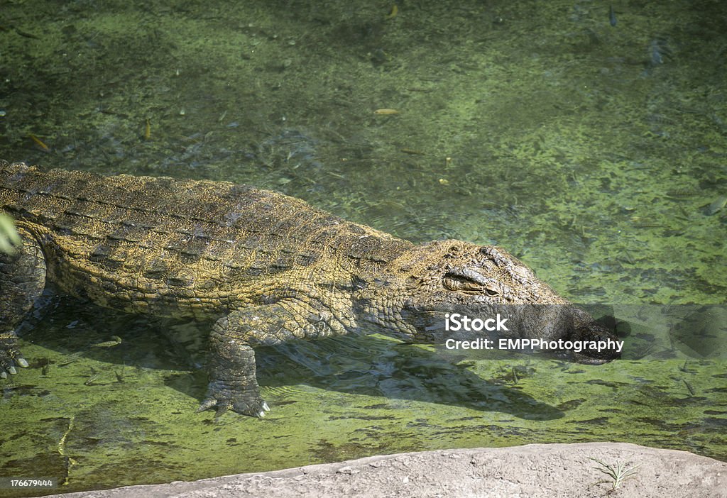 Flottant dans les eaux de Crocodile - Photo de Animaux à l'état sauvage libre de droits