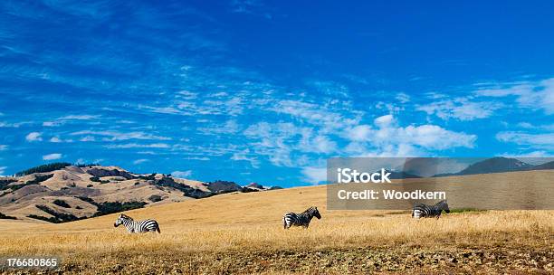 Free Range Zebras Stock Photo - Download Image Now - Zebra, Agricultural Field, Agriculture