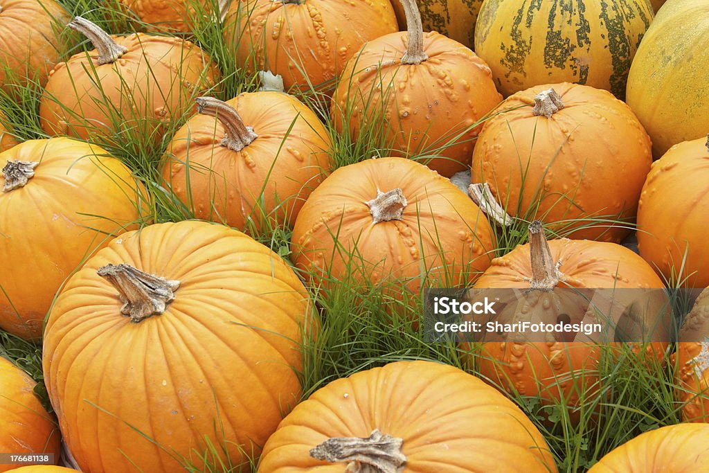 Pumpkin/ Pumpkin Large pumpkins in a meadow in autumn Squash Soup Stock Photo