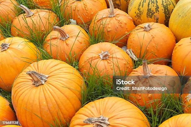 Pumpkin Pumpkin Stock Photo - Download Image Now - Squash Soup, Agriculture, Autumn