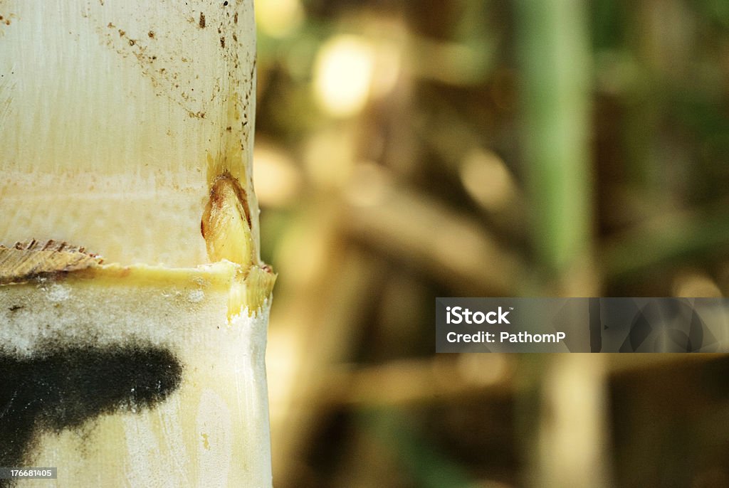 Caña de azúcar de sesión - Foto de stock de Agricultura libre de derechos