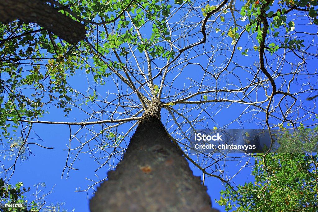 Baum im tiefen Wald mit klarem blauem Himmel - Lizenzfrei Ast - Pflanzenbestandteil Stock-Foto