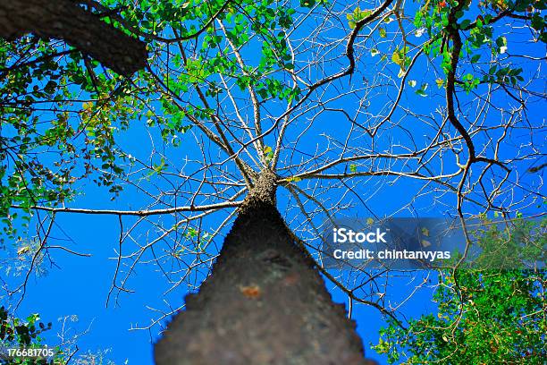 Baum Im Tiefen Wald Mit Klarem Blauem Himmel Stockfoto und mehr Bilder von Ast - Pflanzenbestandteil - Ast - Pflanzenbestandteil, Aufnahme von unten, Baum