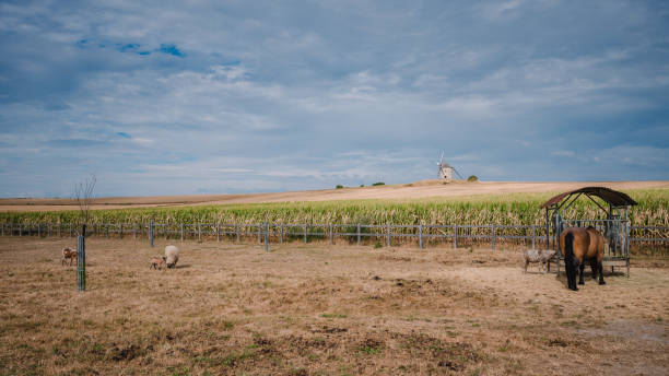 Vineyard in the rustic wine producing countryside surrounding the town of Saint-Emilion at sunrise, France