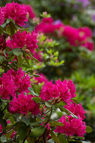 éclosion d'une fleur fuchsia rhododendron-xxxl - ornamental garden vibrant color illuminated air photos et images de collection