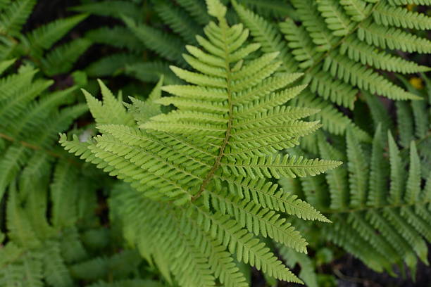 Fern com uma profundidade de campo rasa - foto de acervo