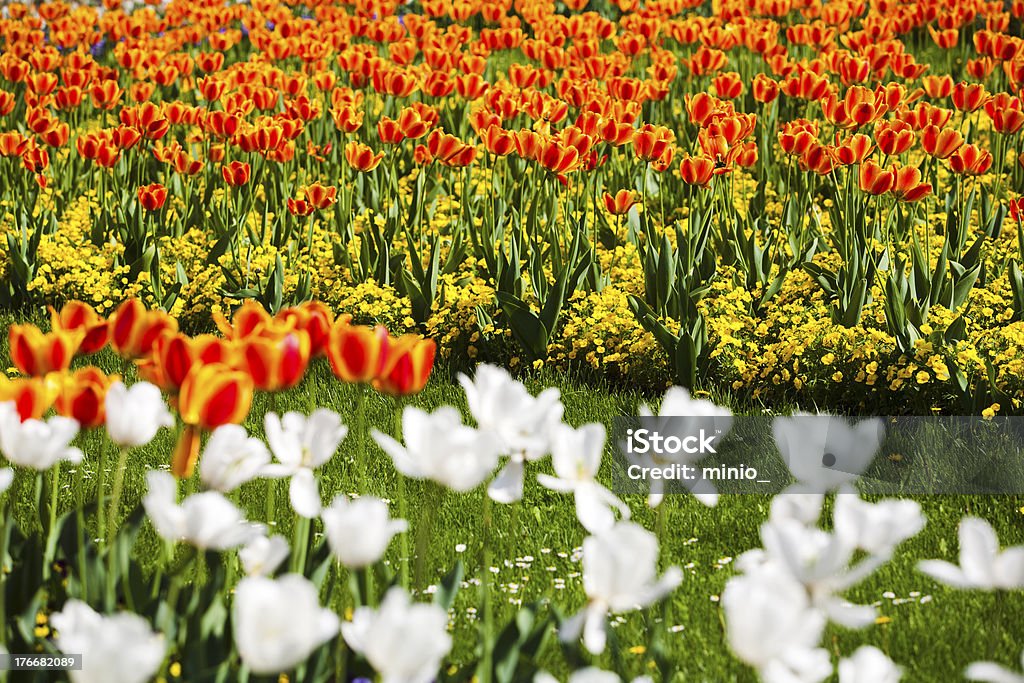 colorful tulips spring colorful orange and white tulips Agriculture Stock Photo