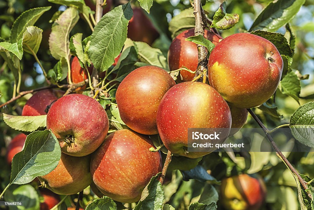 Rote Äpfel an einem Baum - Lizenzfrei Apfel Stock-Foto
